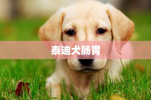 泰迪犬肠胃